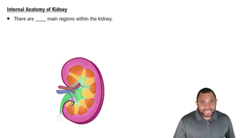 Internal Anatomy of Kidney Concept 3