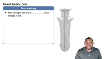 External Genitalia: Penis Concept 2