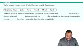 Internal Anatomy of Kidney Example 2