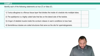 External Genitalia: Scrotum, Testes, and Epididymis Example 3