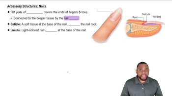 Accessory Structures: Nails Concept 5