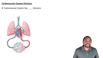 Cardiovascular System Divisions Concept 2