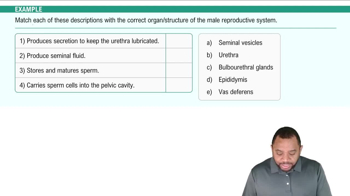 Introduction to Male Reproductive System Example 1
