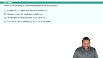 Introduction to Ear Anatomy Example 1
