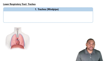 Lower Respiratory Tract: Trachea Concept 6