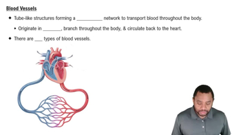 Blood Vessels Concept 3