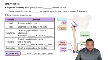 Bone Projections Concept 2