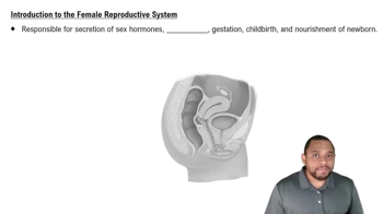 Introduction to Female Reproductive System Concept 1