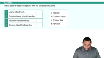 Major Arteries Example 1