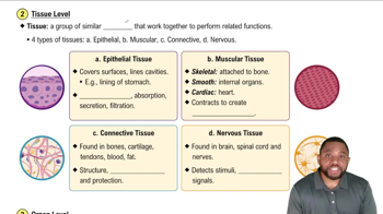 Tissue Level Concept 3