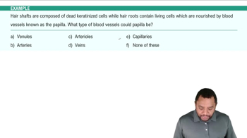 Blood Vessels Example 3