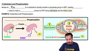 Substrate-Level Phosphorylation