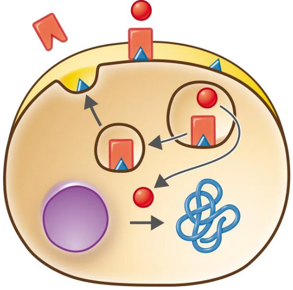 Diagram showing Shiga toxin entering a human cell and inhibiting protein synthesis by disrupting ribosome function.