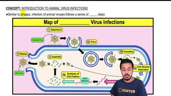 Introduction to Animal Virus Infections