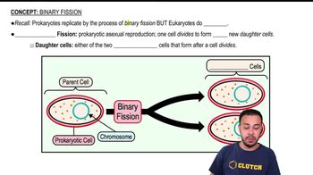 Binary Fission