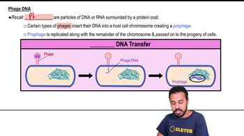 Phage DNA