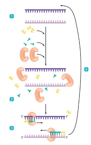 Diagram illustrating the three main PCR steps with reagents and reaction temperatures labeled at each stage.