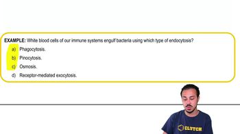 Endocytosis and Exocytosis Example 1
