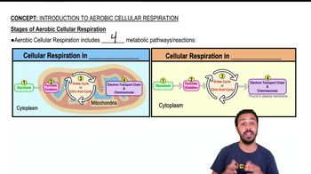 Stages of Aerobic Cellular Respiration