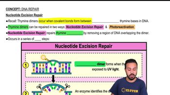 Nucleotide Excision Repair