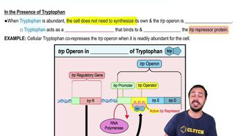 In the Presence of Tryptophan