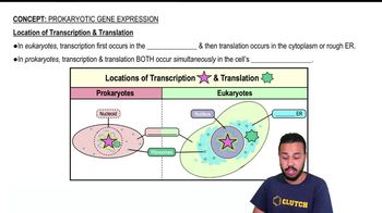 Location of Transcription & Translation