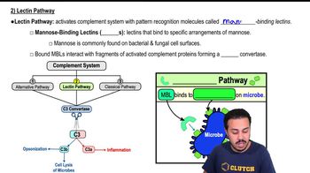 2) Lectin Pathway