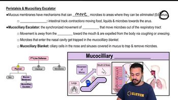 Peristalsis & Mucociliary Escalator