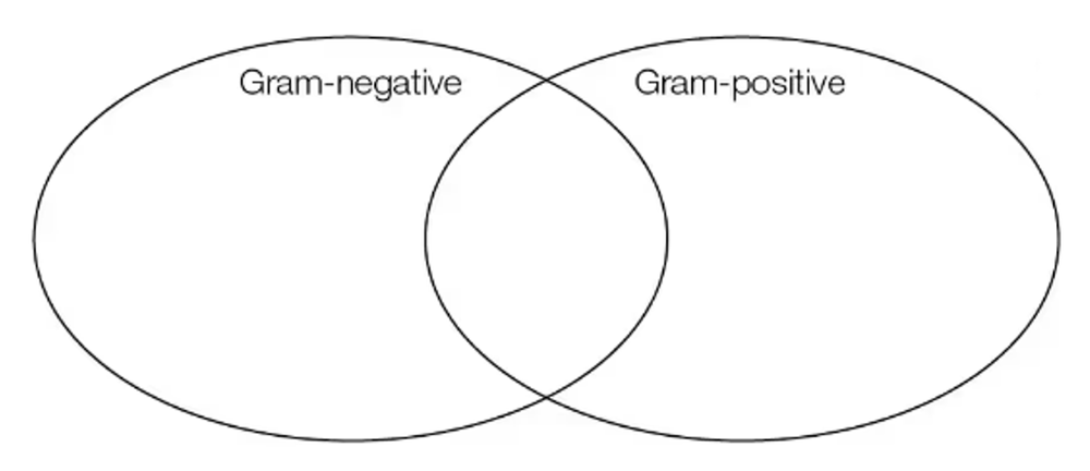 Venn diagram with two overlapping circles labeled Gram-negative and Gram-positive for comparing bacterial cell wall features.