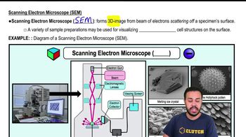 Scanning Electron Microscope (SEM)