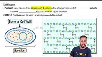 Peptidoglycan