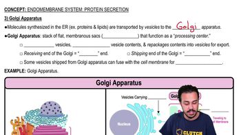 Golgi Apparatus