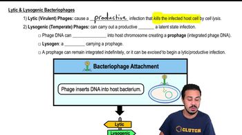 Lytic & Lysogenic Bacteriophages