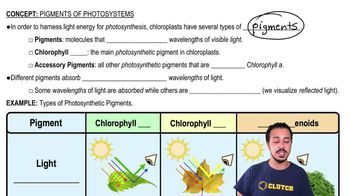 Pigments of Photosynthesis