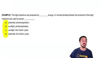 Light Reactions of Photosynthesis Example 1