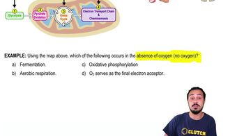 Introduction to Aerobic Cellular Respiration Example 2