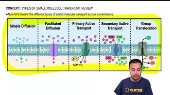 Types of Small Molecule Transport Review