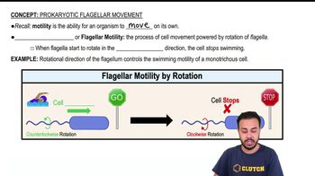 Prokaryotic Flagellar Movement