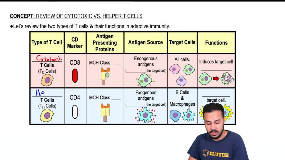 Review of Cytotoxic vs Helper T Cells - Video Tutorials & Practice Problems