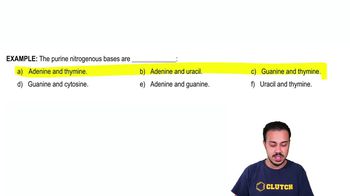 Nucleic Acids Example 2