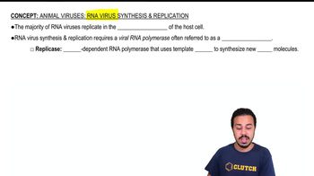 Animal Viruses: RNA Virus Synthesis & Replication