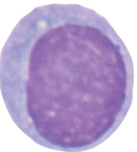 Microscopic image of a large immune cell with a dense, purple-stained nucleus and pale cytoplasm.