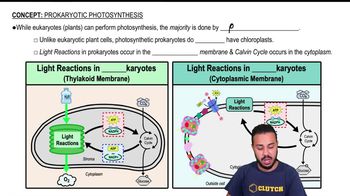 Prokaryotic Photosynthesis