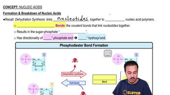 Formation & Breakdown of Nucleic Acids