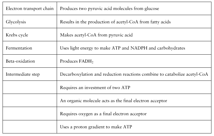 Table matching metabolic terms to their corresponding biochemical process statements for an educational activity.
