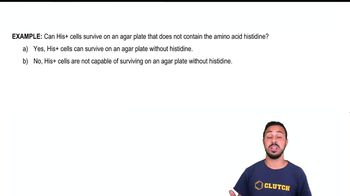 Prototrophs vs. Auxotrophs Example 1