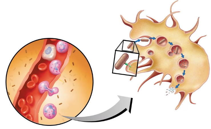Diagram showing white blood cells migrating from blood vessels and engulfing bacteria through phagocytosis steps.
