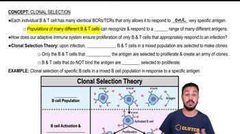 Clonal Selection