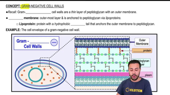 Gram-Negative Cell Walls