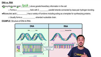 DNA vs. RNA